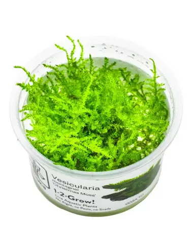 TROPICA - Vesicularia montagnei 'Christmas Moss' - In vitro