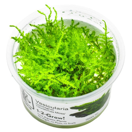 TROPICA - Vesicularia montagnei 'Christmas Moss' - In vitro