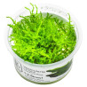 TROPICA - Vesicularia montagnei 'Christmas Moss' - In vitro