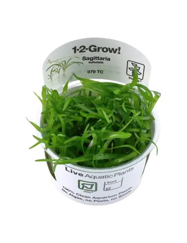 TROPICA - Sagittaria...