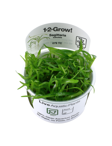 TROPIKA - Sagittaria...