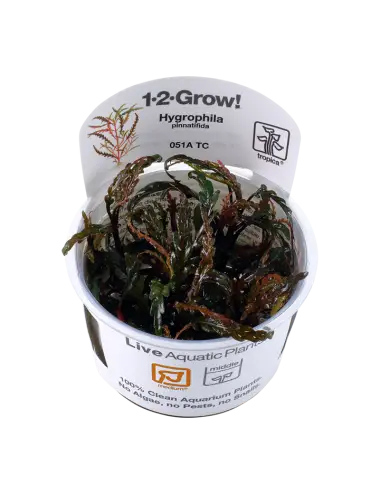 TROPICA - Hygrophila...