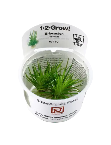 TROPICA - Eriocaulon...