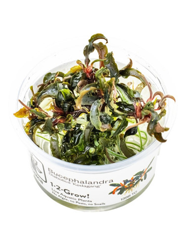 TROPICA - Bucephalandra...