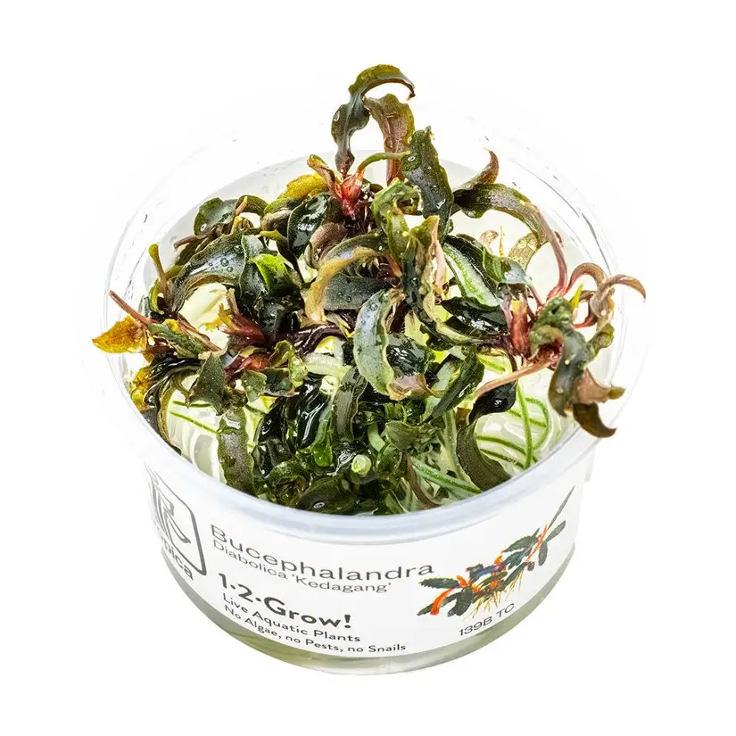 TROPICA - Bucephalandra 'Kedagang' - In vitro