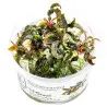 TROPICA - Bucephalandra 'Kedagang' - In vitro