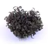 TROPICA - Bucephalandra 'Kedagang' - In vitro