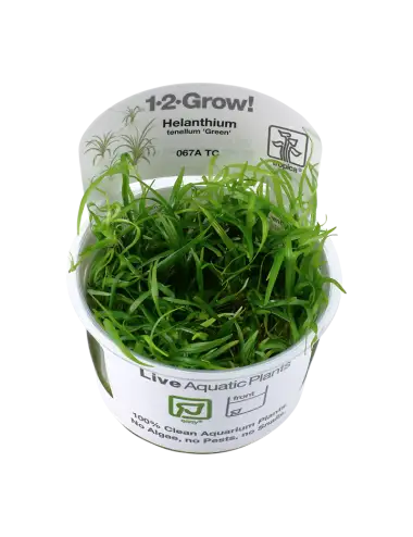 TROPIKA - Helanthium...