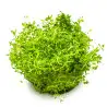 TROPICA - Rotala rotundifolia 'H'ra' - In vitro