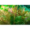 TROPICA - Rotala rotundifolia 'H'ra' - In vitro