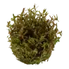TROPICA - Rotala rotundifolia 'H'ra' - In vitro