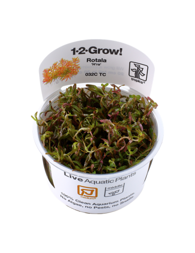 TROPICA - Rotala...
