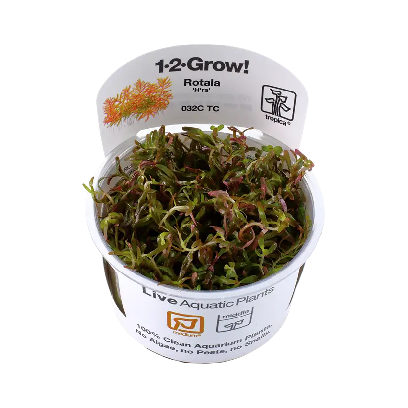 TROPICA - Rotala rotundifolia 'H'ra' - In vitro