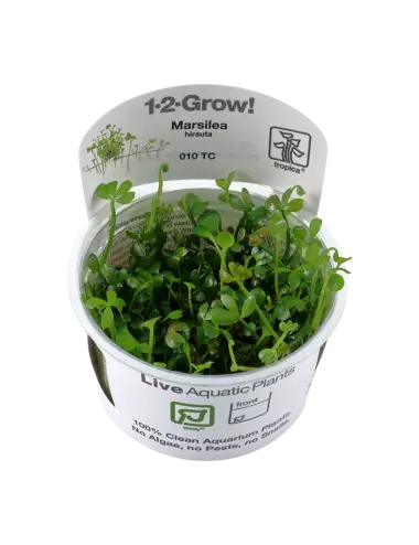 TROPICA - Marsilea hirsuta...