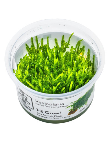 TROPICA - Vesicularia ferriei 'Weeping Moss' - In vitro