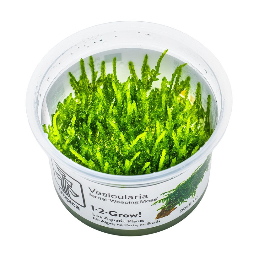 TROPICA - Vesicularia ferriei 'Weeping Moss' - In vitro