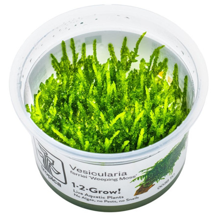 TROPICA - Vesicularia ferriei 'Weeping Moss' - In vitro