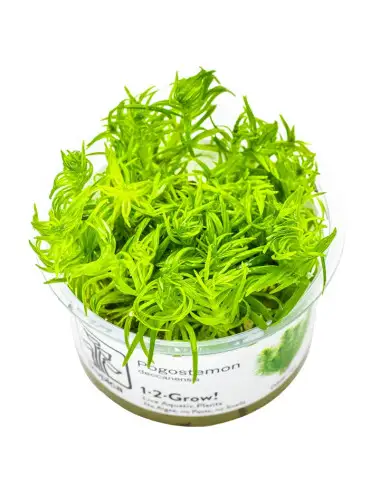 TROPICA - Pogostemon...