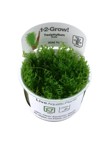 TROPICA - Taxiphyllum sp....