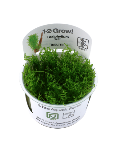 TROPICA - Taxiphyllum sp. 'Spiky Moss' - In vitro
