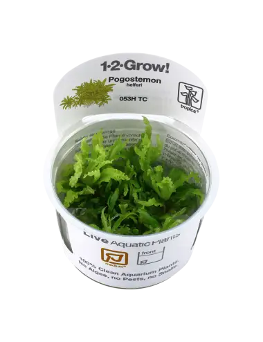 TROPICA - Pogostemon...