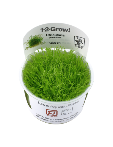 TROPIKA - Utricularia...