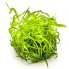 TROPICA - Heteranthera zosterifolia - In vitro