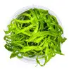 TROPICA - Heteranthera zosterifolia - In vitro
