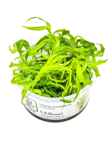 TROPICA - Heteranthera...