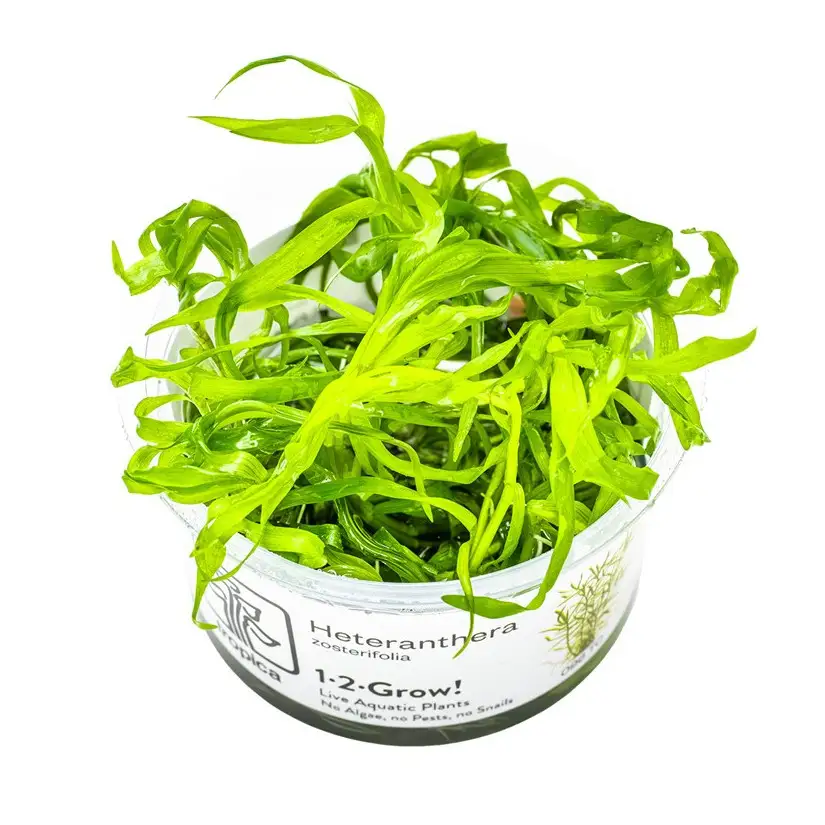 TROPICA - Heteranthera zosterifolia - In vitro