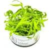 TROPICA - Heteranthera zosterifolia - In vitro