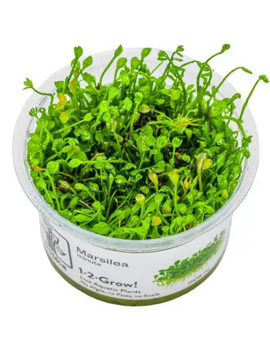 TROPICA - Marsilea minuta -...