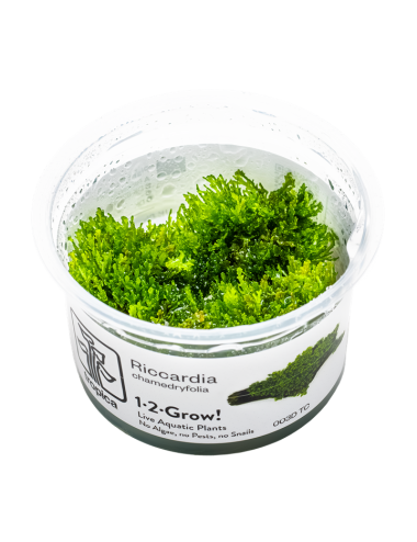 TROPICA - Riccardia chamedryfolia - In vitro