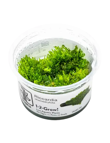 TROPICA - Riccardia...