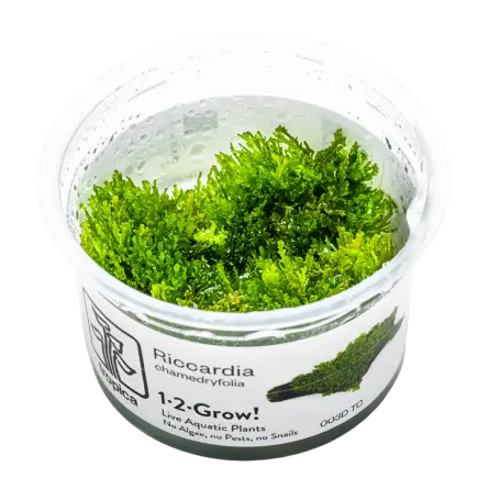 TROPICA - Riccardia chamedryfolia - In vitro TROPICA - Riccardia chamedryfolia - In vitro