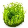 TROPICA - Taxiphyllum sp. ’Flame Moss’ - In vitro