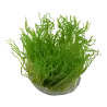 TROPICA - Taxiphyllum sp. ’Flame Moss’ - In vitro
