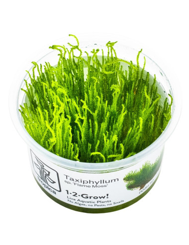 TROPICA - Taxiphyllum sp. ’Flame Moss’ - In vitro