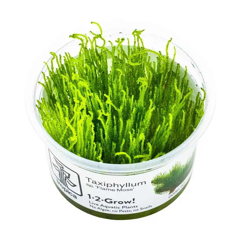 TROPICA - Taxiphyllum sp. ’Flame Moss’ - In vitro