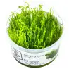 TROPICA - Taxiphyllum sp. ’Flame Moss’ - In vitro