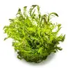 TROPICA - Rotala wallichii - In vitro