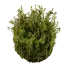 TROPICA - Rotala wallichii - In vitro