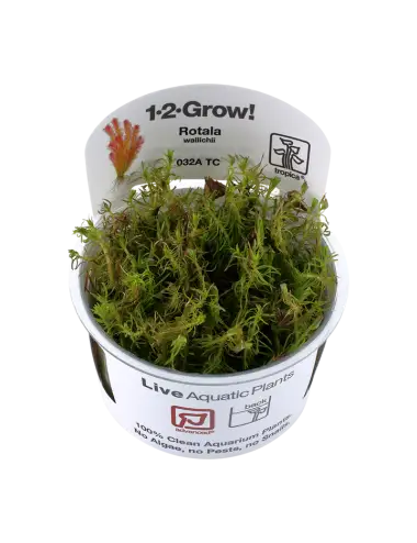 TROPICA - Rotala wallichii...