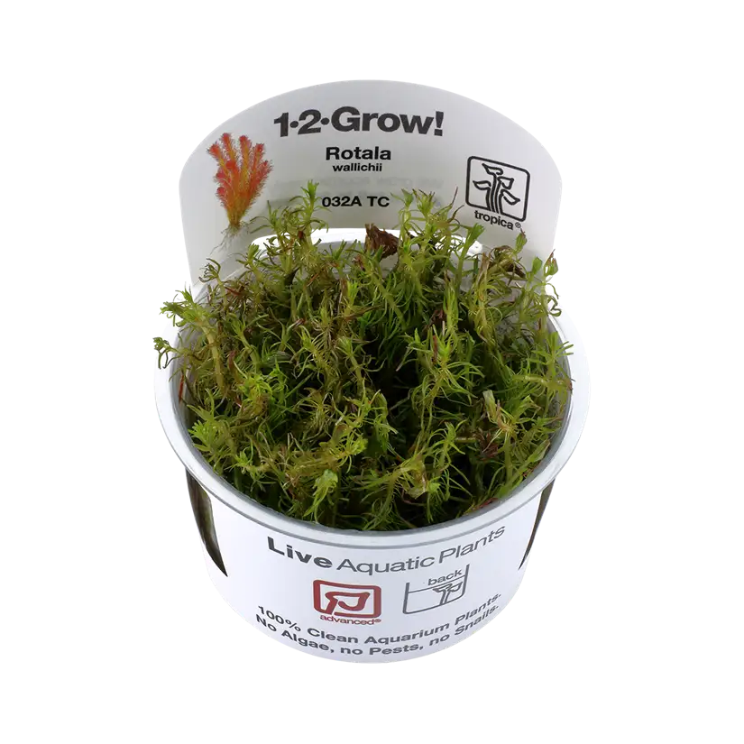 TROPICA - Rotala wallichii - In vitro