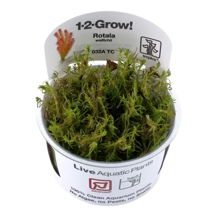 TROPICA - Rotala wallichii - In vitro TROPICA - Rotala wallichii - In vitro