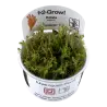 TROPICA - Rotala wallichii - In vitro