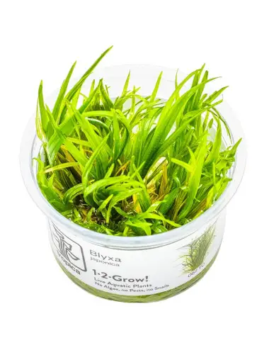 TROPICA - Blyxa japonica -...