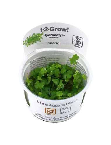 TROPICA - Hydrocotyle...