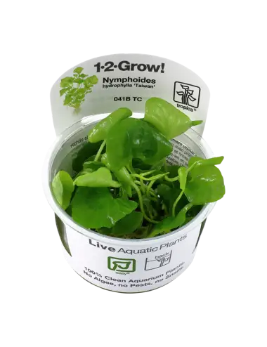 TROPIKA - Nymphoides...