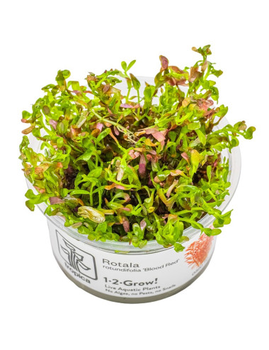 TROPICA - Rotala...